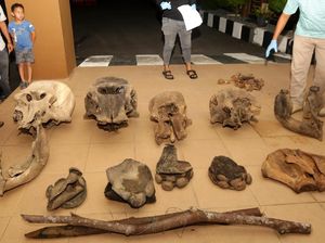 Penampakan Tulang Gajah Sumatera yang Diduga Mati Tersetrum