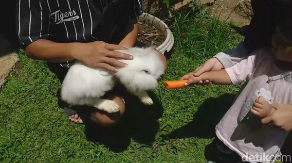 Foto: Di Sini Ada Kumpulan Kelinci Garut yang Menggemaskan