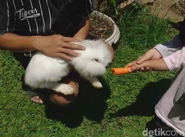 Foto: Di Sini Ada Kumpulan Kelinci Garut yang Menggemaskan