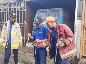 Ular Koros 1 Meter Ngumpet di Kap Mesin Mobil Warga Bandung Ular Koros 1 Meter Ngumpet di Kap Mesin Mobil Warga Bandung