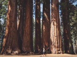 Taman Nasional Tertua California Tutup Setahun karena Kebakaran Hebat
