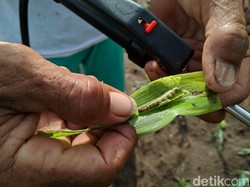 Tanaman Jagung Diserang Ulat Grayak, Petani di Ponorogo Gagal Panen
