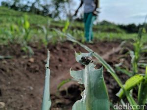 Dinas Pertanian Ponorogo Sebut Iklim Jadi Penyebab Ulat Grayak Serbu Tanaman Dinas Pertanian Ponorogo Sebut Iklim Jadi Penyebab Ulat Grayak Serbu Tanaman