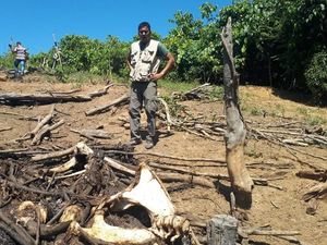 BKSDA Kembali Temukan 3 Kerangka Gajah Diduga Mati Tersetrum di Aceh
