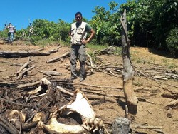 BKSDA Kembali Temukan 3 Kerangka Gajah Diduga Mati Tersetrum di Aceh