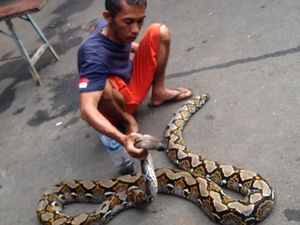 Kebakaran Hutan lalu Kebanjiran, Ular pun Ikut Jadi Korban Kebakaran Hutan lalu Kebanjiran, Ular pun Ikut Jadi Korban