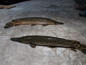 Geger Ikan Aligator di Lapas Wanita Bandung Gigit Balita Geger Ikan Aligator di Lapas Wanita Bandung Gigit Balita