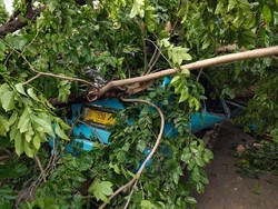 Pohon Tumbang Timpa Pete-pete di Makassar, Sopir-Penumpang Selamat