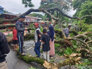 Dahan Pohon Peninggalan Belanda Patah di Malino, 3 Orang Terluka