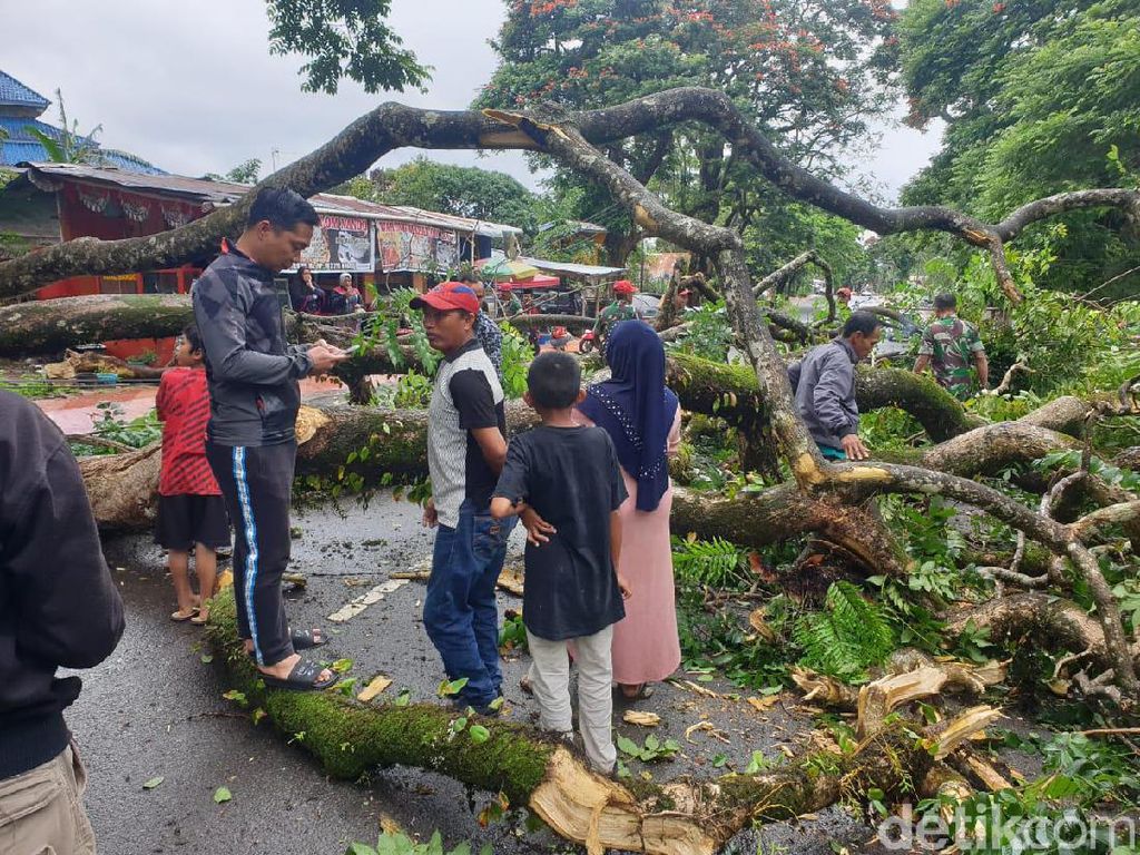 Dahan Pohon Peninggalan Belanda Patah di Malino, 3 Orang Terluka Dahan Pohon Peninggalan Belanda Patah di Malino, 3 Orang Terluka