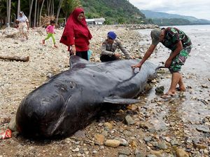 Bangkai Paus Pilot Terdampar di Gorontalo