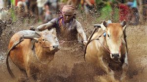 Melihat Serunya Pacu Jawi di Sumatera Barat