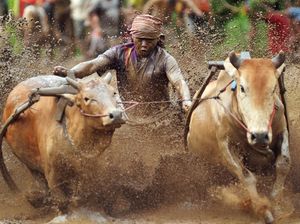 Melihat Serunya Pacu Jawi di Sumatera Barat