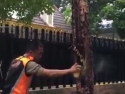 Saat Satpol PP Surabaya Sempat Bingung Hadapi Pohon Berasap