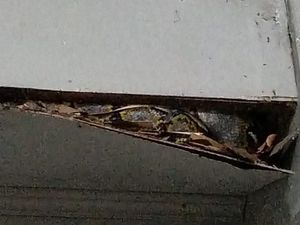 Ular Piton 3 Meter Tiba-tiba Muncul di Plafon Rumah Warga Medan