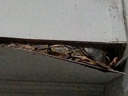 Ular Piton 3 Meter Tiba-tiba Muncul di Plafon Rumah Warga Medan