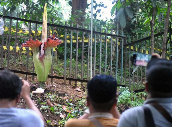 Bunga Bangkai di Kebun Raya Bogor Mekar Sempurna