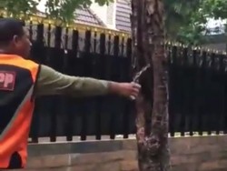 Sebuah Pohon di Surabaya Tiba-tiba Keluarkan Asap, Apa Penyebabnya?