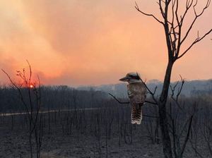 Kerusakan Parah di Pulau Kanguru Akibat Kebakaran Hutan