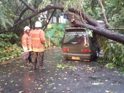 Hujan Disertai Angin Kencang di Surabaya, Banyak Pohon Bertumbangan