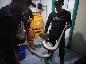 Ular Piton 4 Meter Jatuh Masuk Bak Kamar Mandi Kagetkan Warga di Surabaya