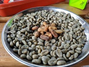 Desa Bersuhu Dingin di Aceh Ini Hasilkan Kopi Mantap