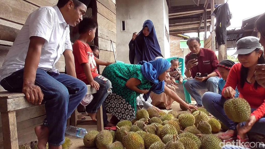Foto: Tradisi Bagi-bagi Buah Sambut Panen di Sulawesi