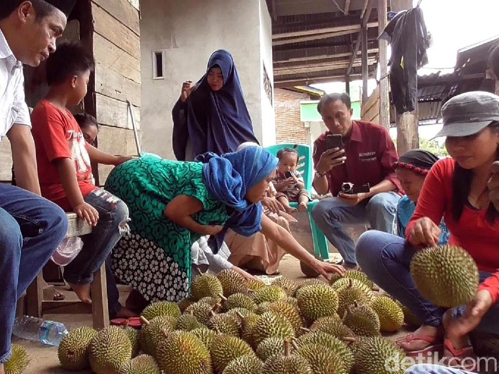 Foto: Tradisi Bagi-bagi Buah Sambut Panen di Sulawesi Foto: Tradisi Bagi-bagi Buah Sambut Panen di Sulawesi