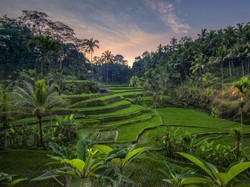 Yuk Jalan-jalan! 5 Tempat Wisata di Kawasan Ubud Bali