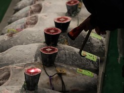 RI Bakal Adopsi Teknologi Budidaya Tuna Seperti di Turki