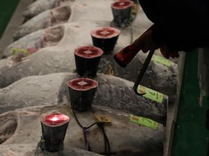 RI Bakal Adopsi Teknologi Budidaya Tuna Seperti di Turki RI Bakal Adopsi Teknologi Budidaya Tuna Seperti di Turki