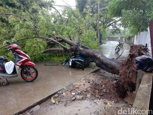 Pohon Tumbang Timpa Kakek-Nenek di Makassar