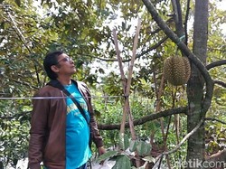 Yuk Berburu Dodol, Bakso Aci juga Durian Sebelum Pulang Dari Garut