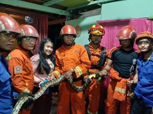 Damkar Tangkap Ular Piton 3 Meter yang Masuk Rumah Warga di Makassar