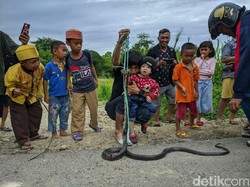 Masuk ke Permukiman di Parepare, Ular Kobra Dibantai Warga