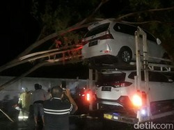 Pohon Tumbang Timpa Truk di Pantura Situbondo, Arus Lalin Mengular 2 Km