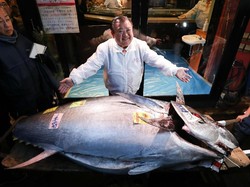 Seekor Ikan Tuna Sirip Biru Terlelang Rp 2,8 Miliar di Tokyo