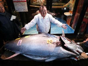 Seekor Ikan Tuna Sirip Biru Terlelang Rp 2,8 Miliar di Tokyo Seekor Ikan Tuna Sirip Biru Terlelang Rp 2,8 Miliar di Tokyo