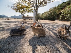 Bekas Pulau Beracun yang Kini Dihuni Kelinci Imut