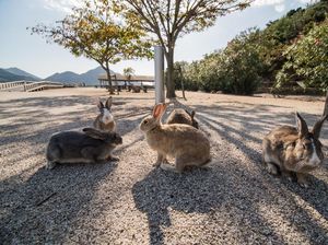 Bekas Pulau Beracun yang Kini Dihuni Kelinci Imut Bekas Pulau Beracun yang Kini Dihuni Kelinci Imut