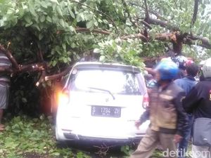 Pohon Tumbang Timpa Mobil di Sidoarjo, Pengemudi Terluka