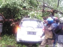 Pohon Tumbang Timpa Mobil di Sidoarjo, Pengemudi Terluka