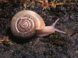 Geli, Wanita Ini Tempelkan Siput di Wajah Sebagai Perawatan Kecantikan