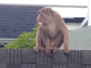 Bikin Panik, Beruk Nongkrong di Rumah Mewah di Deli Serdang Sumut