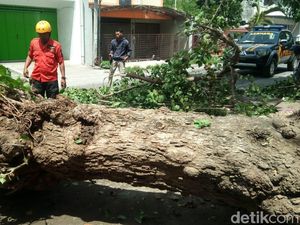 Pohon Tumbang Timpa Warga Ponorogo, Satu Orang Patah Tulang