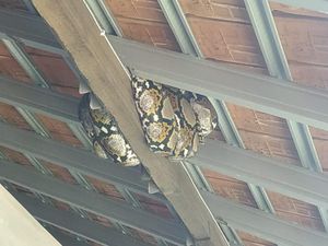 Ngagetin! Ular Piton 4 Meter Nangkring di Atap Politeknik Negeri Bali Ngagetin! Ular Piton 4 Meter Nangkring di Atap Politeknik Negeri Bali