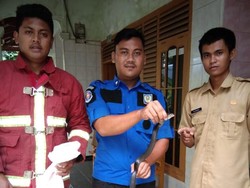 Ular King Kobra Menyelinap ke Rumah PNS Pangandaran