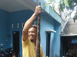 Mak Jegagik! Ular Piton 3 Meter Muncul di Gorong-gorong Semarang