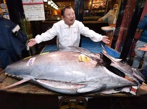 Lelang Tahun Baru, Tuna Jepang 276 Kg Ini Terjual Rp 24 Miliar!