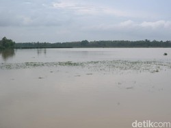 Tanggul Jebol, Puluhan Hektare Sawah di Pati Tergenang Banjir
